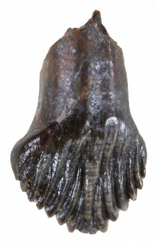 Rooted Thescelosaurus Tooth - Montana #58497